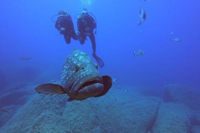 Scuba Diving in La Maddalena & Lavezzi Park for certified divers. - The 7.5 m, 200 HP dinghy and the 10-person limit
