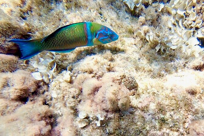 Snorkeling Experience to discover the dolphin inside you! - Fish and plant identification on the beach: turning sightings into knowledge
