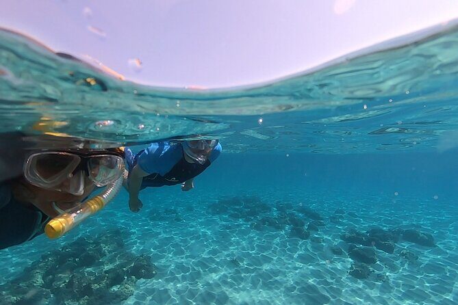 Snorkeling Experience to discover the dolphin inside you! - Price and value: what $46.10 gets you (and what it doesn’t)