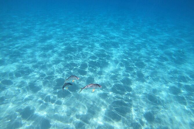 Snorkeling Experience to discover the dolphin inside you! - Timing and pace: 2 hours 30 minutes that still leaves room for learning