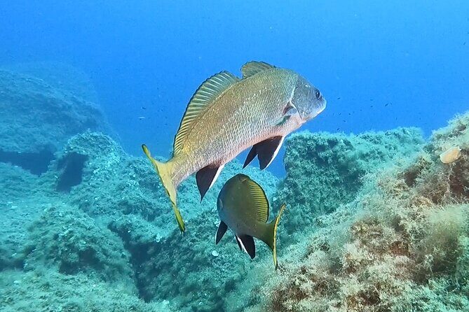 Snorkeling in the Marine Protected Area of Capo Carbonara - Snacks, Drinks, and the Reason the Afternoon Feels Easy