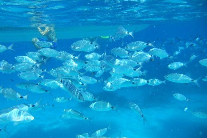 Snorkeling marine protected area Tavolara - Key things you’ll notice on this trip