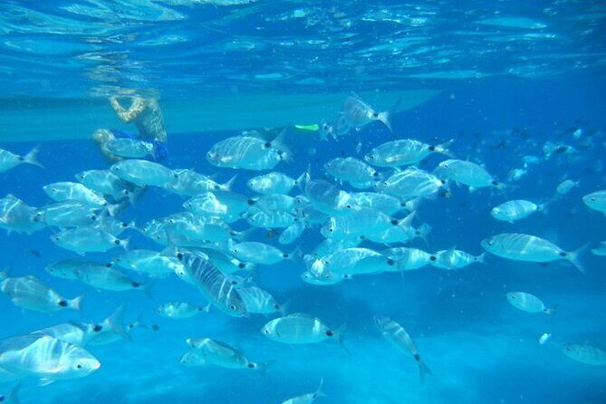 Tavolara and Molara Snorkeling with Guide - Getting started in Olbia: quick logistics that actually matter