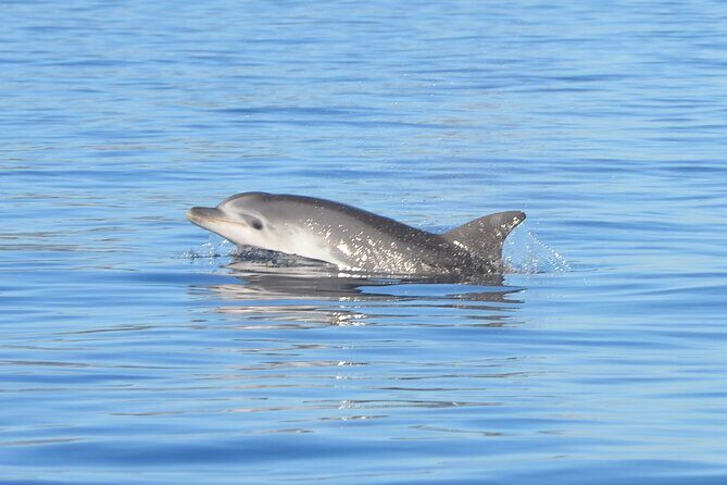 Tour to Figarolo Island with the possibility to observe dolphins - Quick hits before you go