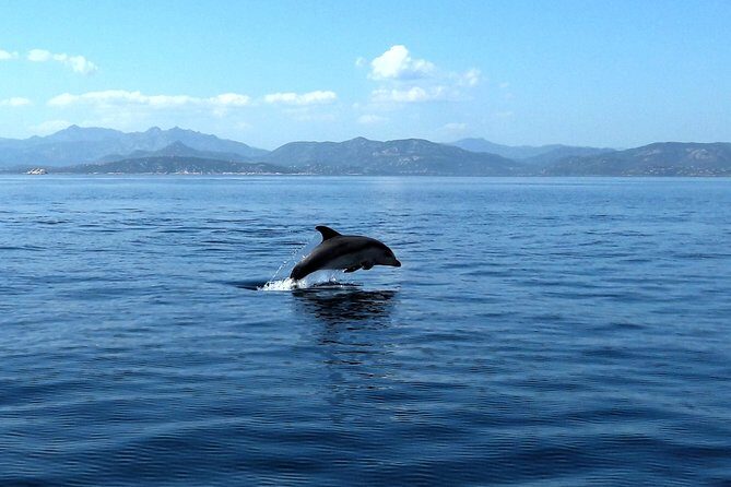 Tour to Figarolo Island with the possibility to observe dolphins - The Figarolo stop: free mask and snorkel in clear water