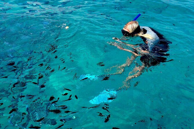 Tour to Figarolo Island with the possibility to observe dolphins - Dolphin spotting in the Gulf of Olbia: how close is close?
