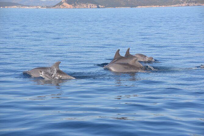 Tour to Figarolo Island with the possibility to observe dolphins - Riding the Gulf of Olbia: mussels, the lighthouse, and sea views