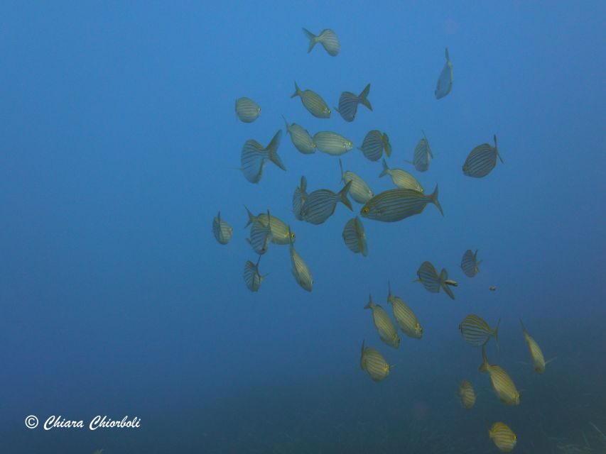 Villasimius: Capo Carbonara Boat and Snorkeling Tour - Second snorkel session near Serpentara: more time in the same protected system